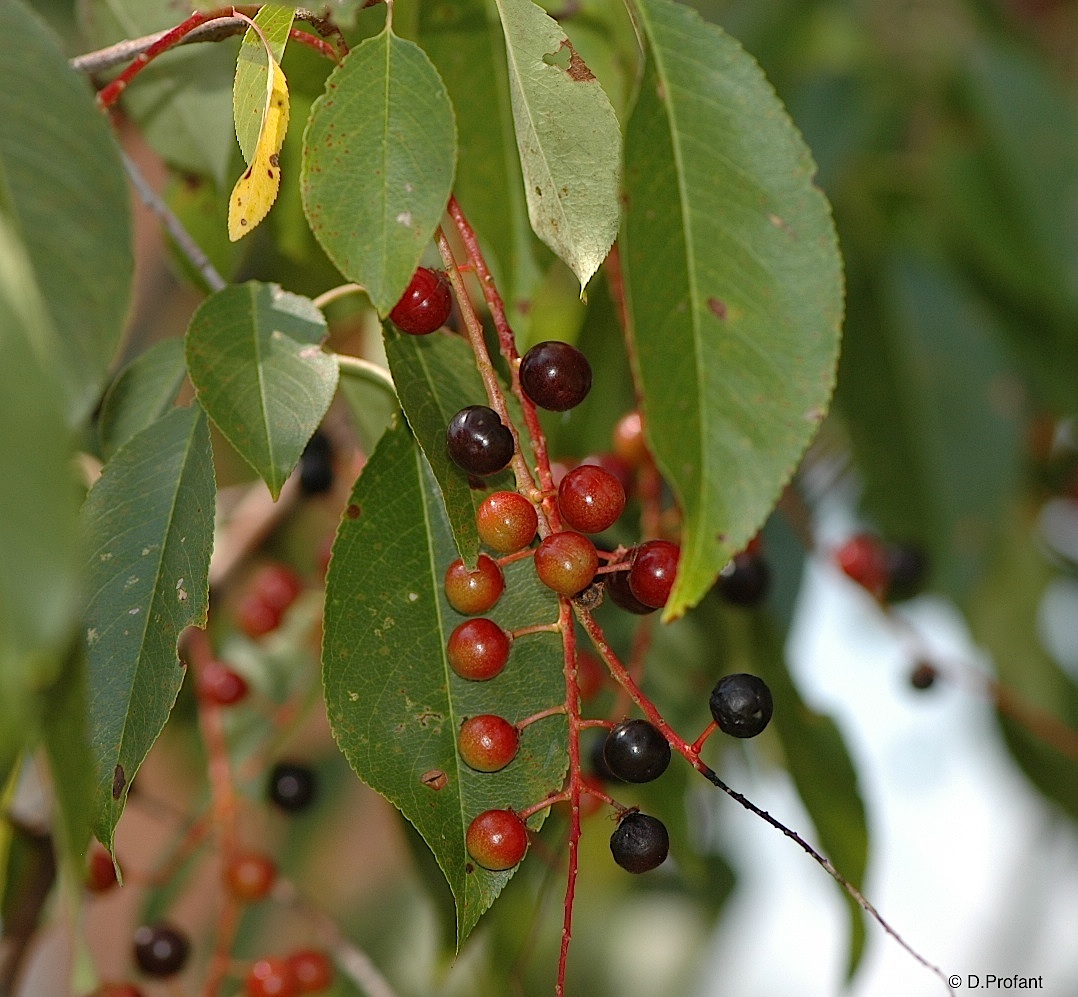 معرفی و راهنمای پرورش گیاهان زینتی آپارتمانی - گیلاس سیاه کوهی